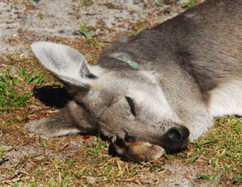 [sleepy-kangaroo-500.jpg]