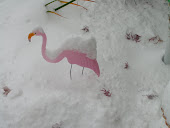 The dogs and flamingos are loving this snow