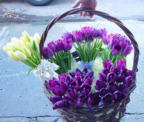 A basket of purple and white hand tied tulips with green stems