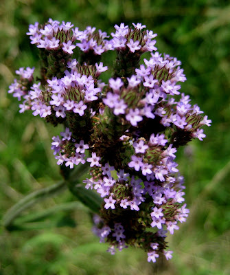 _verbena+brasilliensis+%28brazilian+vervain%29+verbenaceae.JPG