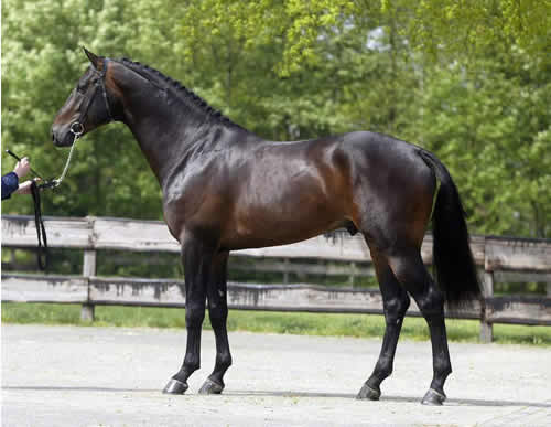 dutch warmblood horse