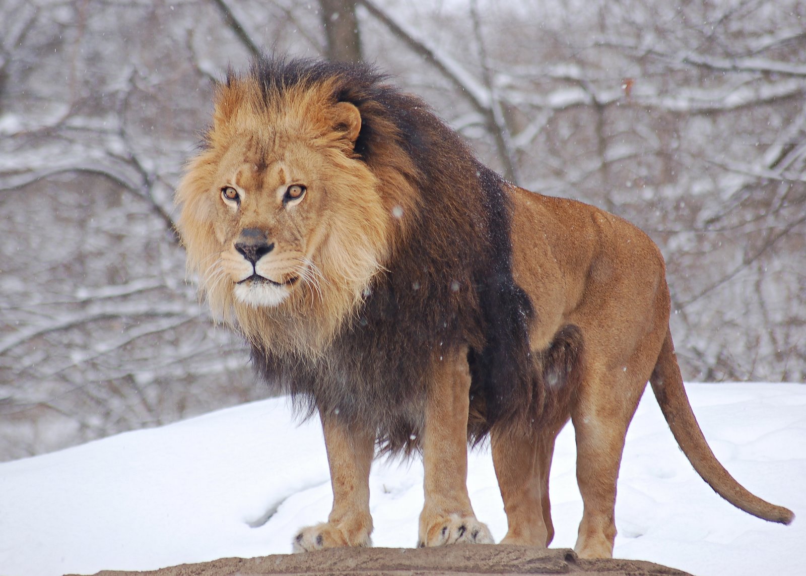 Japan: African Lion Pictures, African Lion Hunting Videos Japan: African Lion Pictures, African Lion Hunting Videos