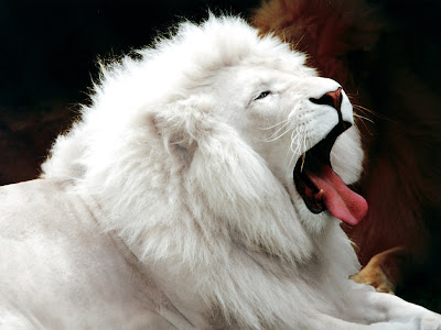 White Lion Animal Facts. White Animals Wallpapers