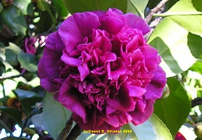 [Camellia+japonica++]