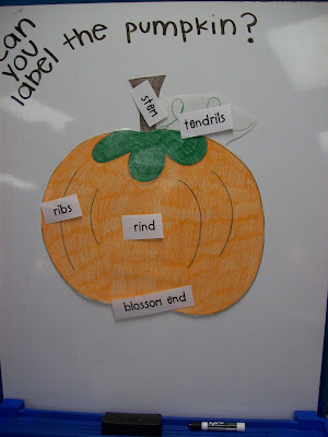First Grader...at Last!: Pumpkins and...Peduncles?