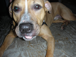Sweet Rocky in Brooklyn sure could use a home! Contact Megan at sky.pup@gmail.com 