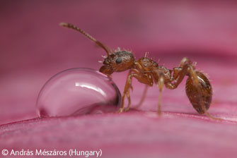 [ant1.jpg]