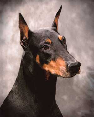 [perro.jpg]