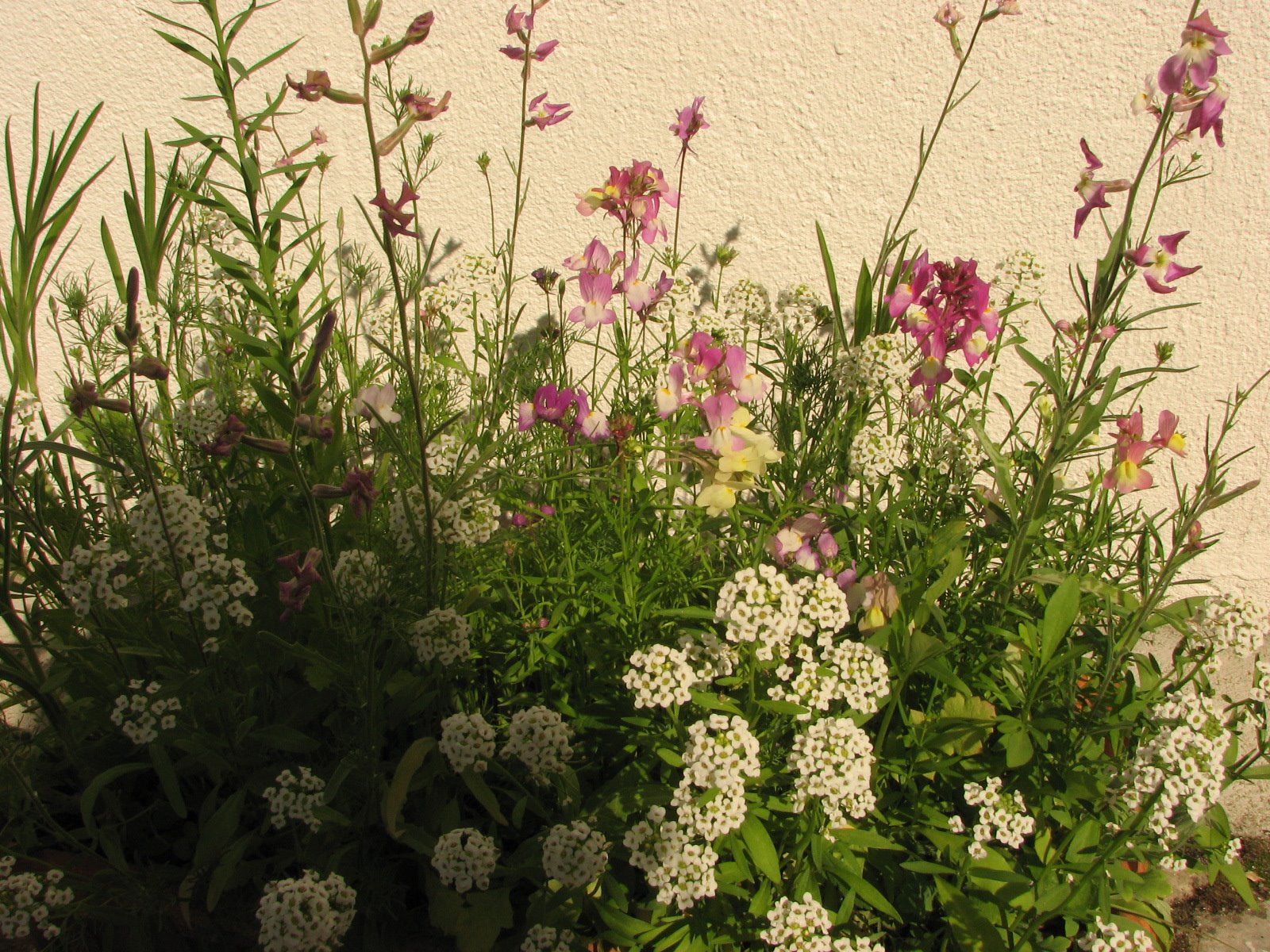 [IMG_5235[1]]