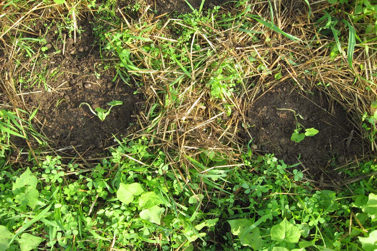 pumpkin plant seedlings pumpkin plant seedlings