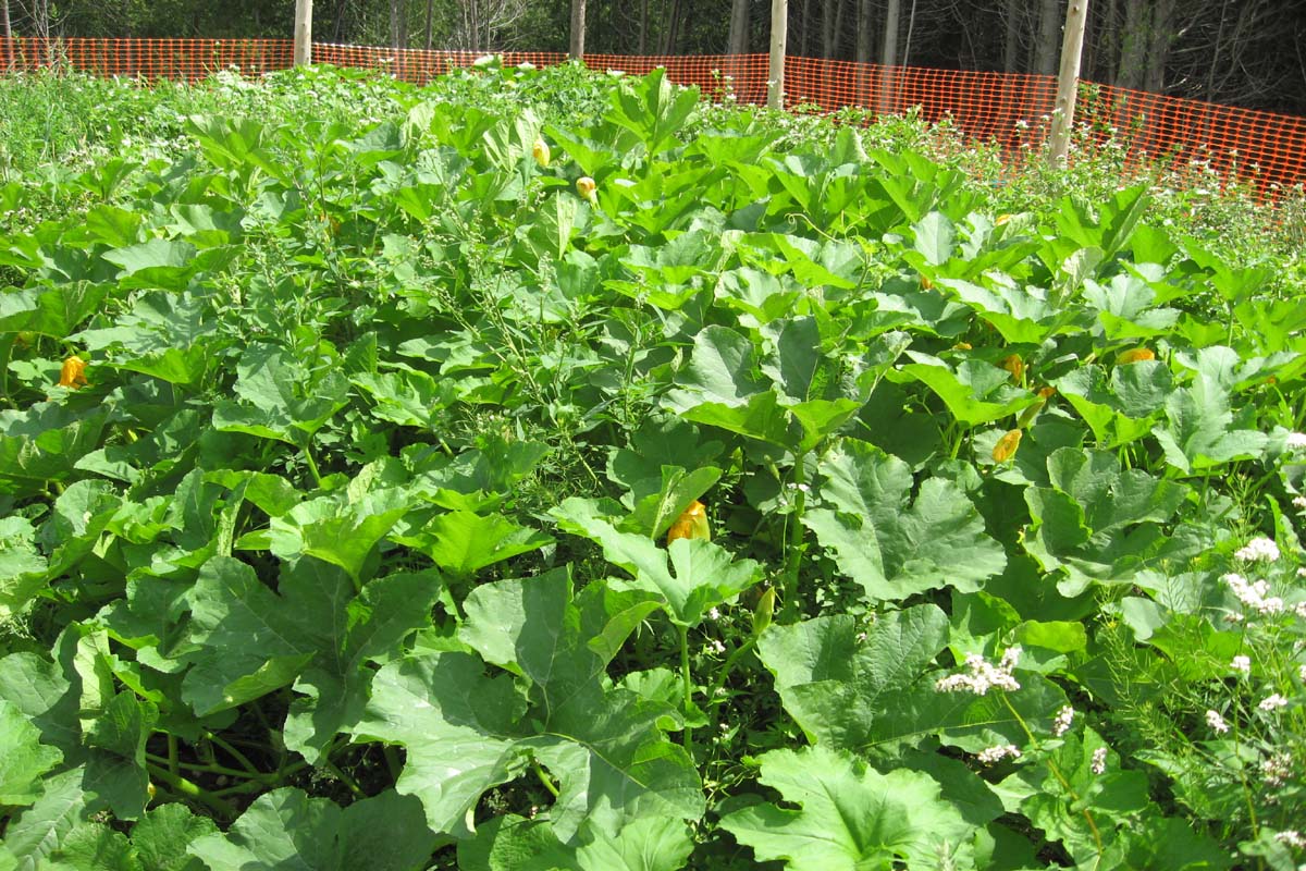 notstraight gardens How to Grow Pumpkins with Companion Planting