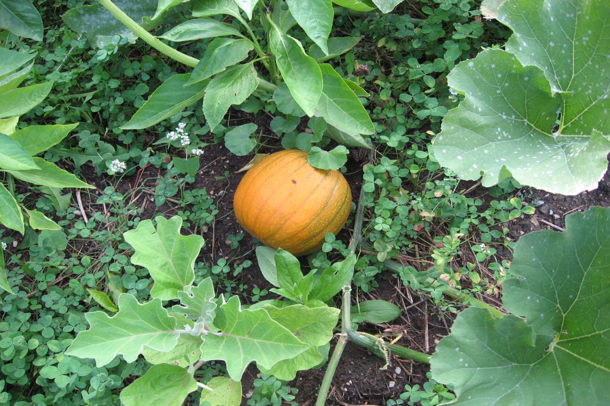 notstraight gardens How to Grow Pumpkins with Companion