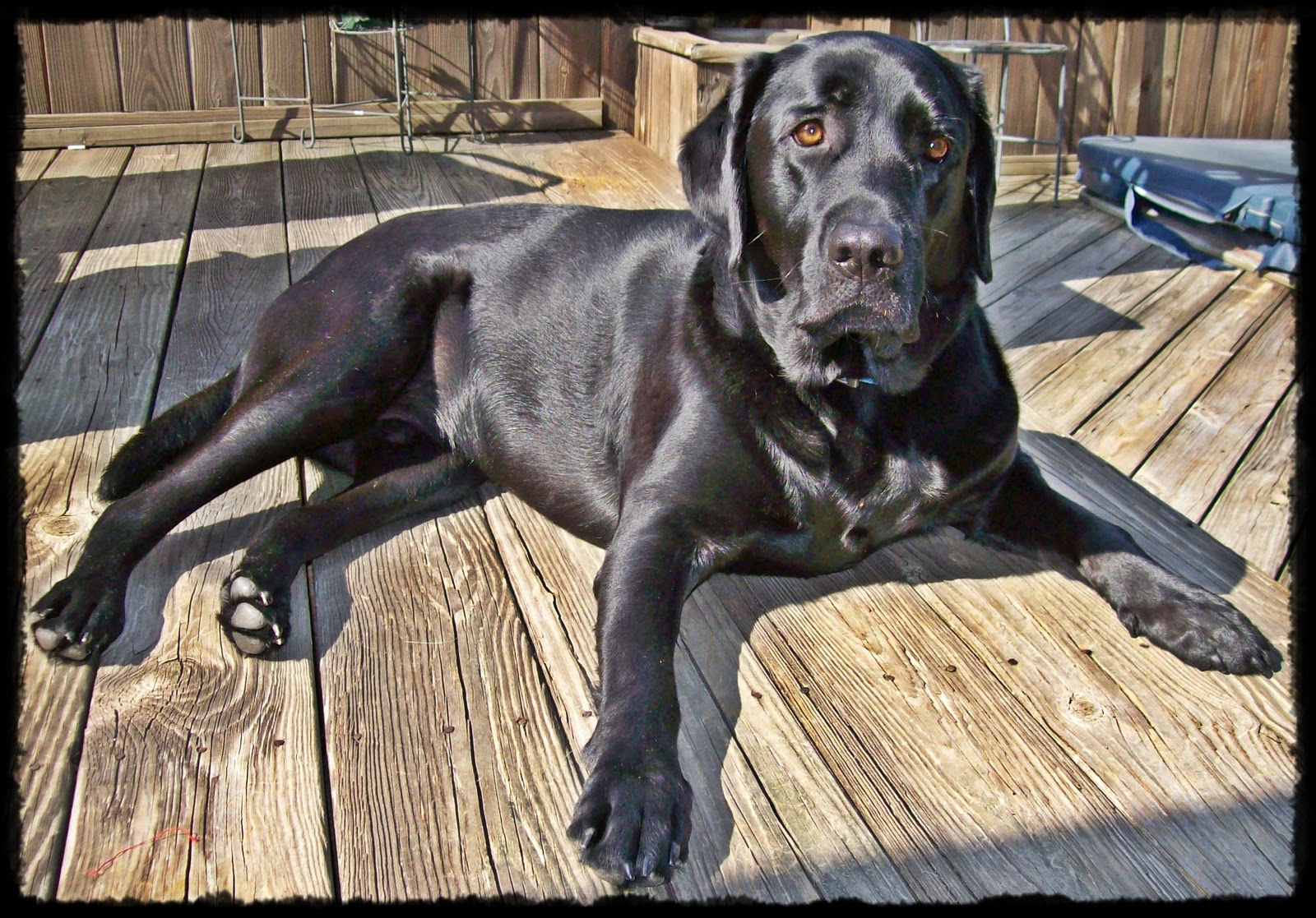 How long do black labs live?