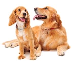 average span of a golden retriever list of smartest breeds with ranking letmeget average span of a golden retriever list of smartest breeds with ranking letmeget