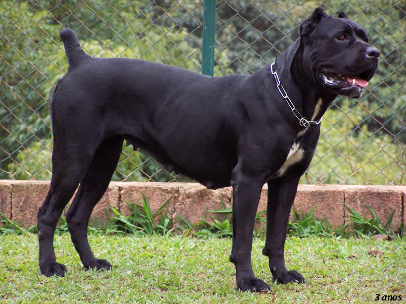 akc dogs three new breeds found by akc today24news akc dogs three new breeds found by akc today24news