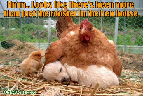 funny-dog-picture-hen-house.jpg