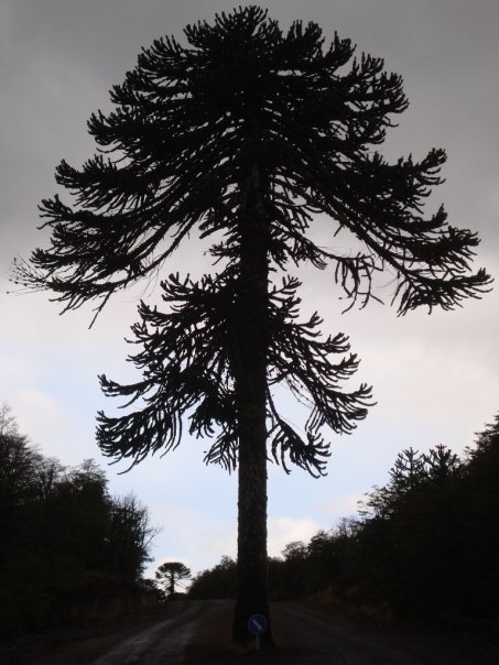 [auracaria+poderosa]
