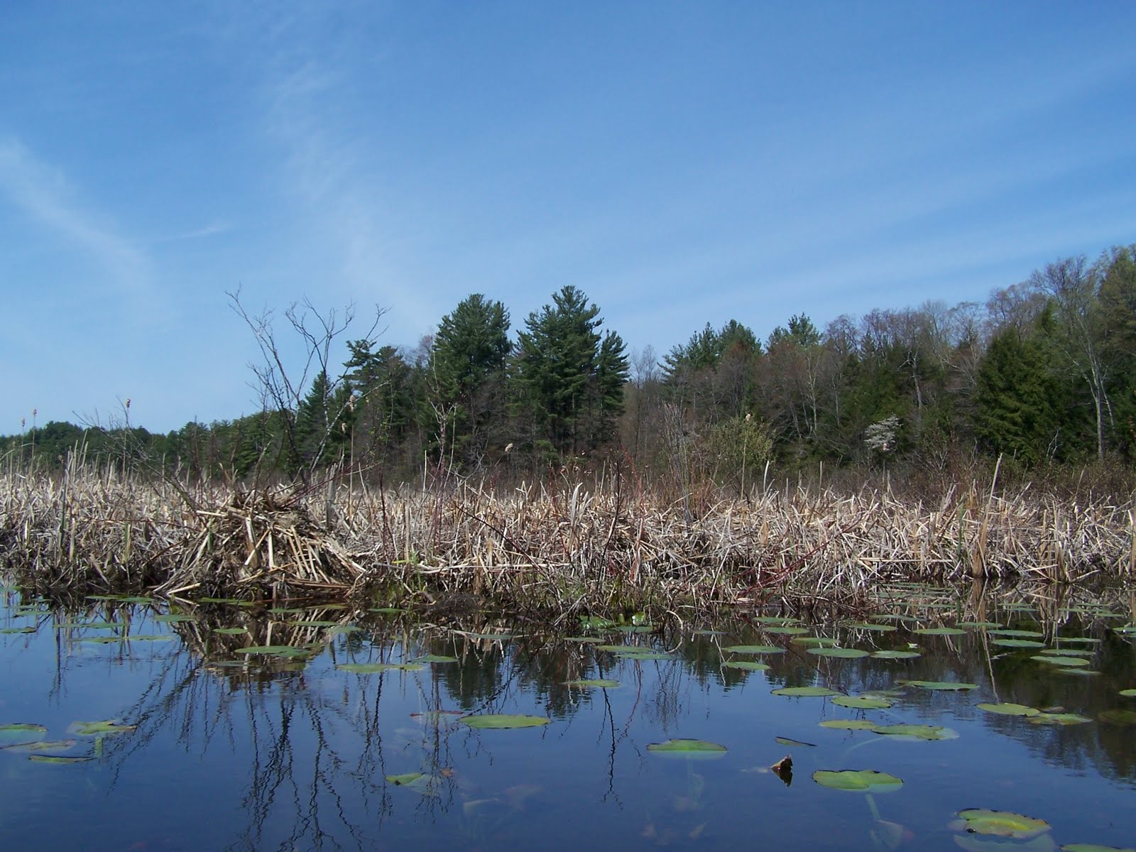 Quiet Kayaking in New York State West Branch of the Fish Creek
