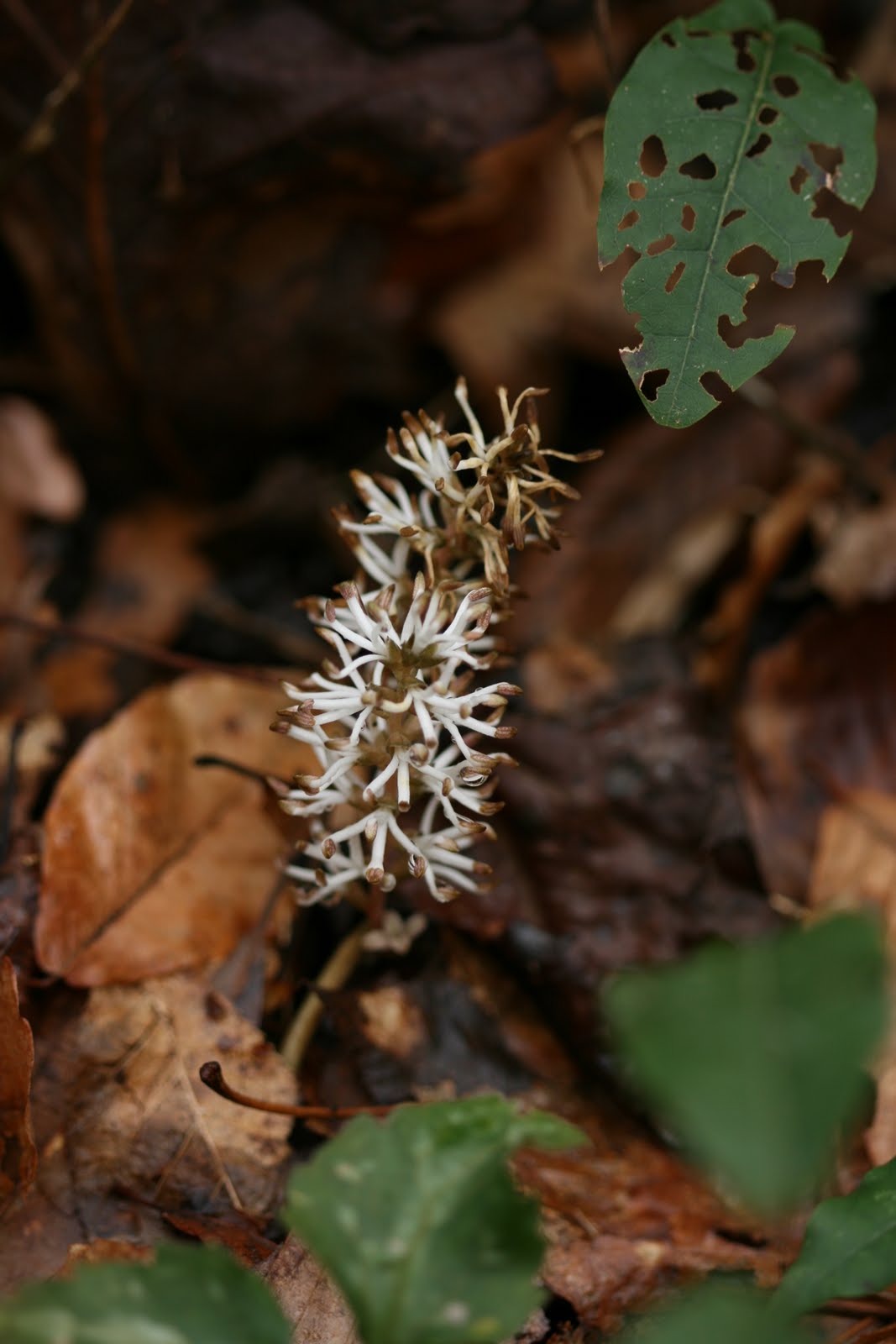 Mountain Spurge