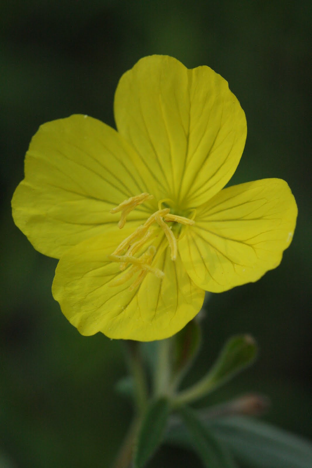 Native Florida Wildflowers Common Evening Primrose Oenothera biennis