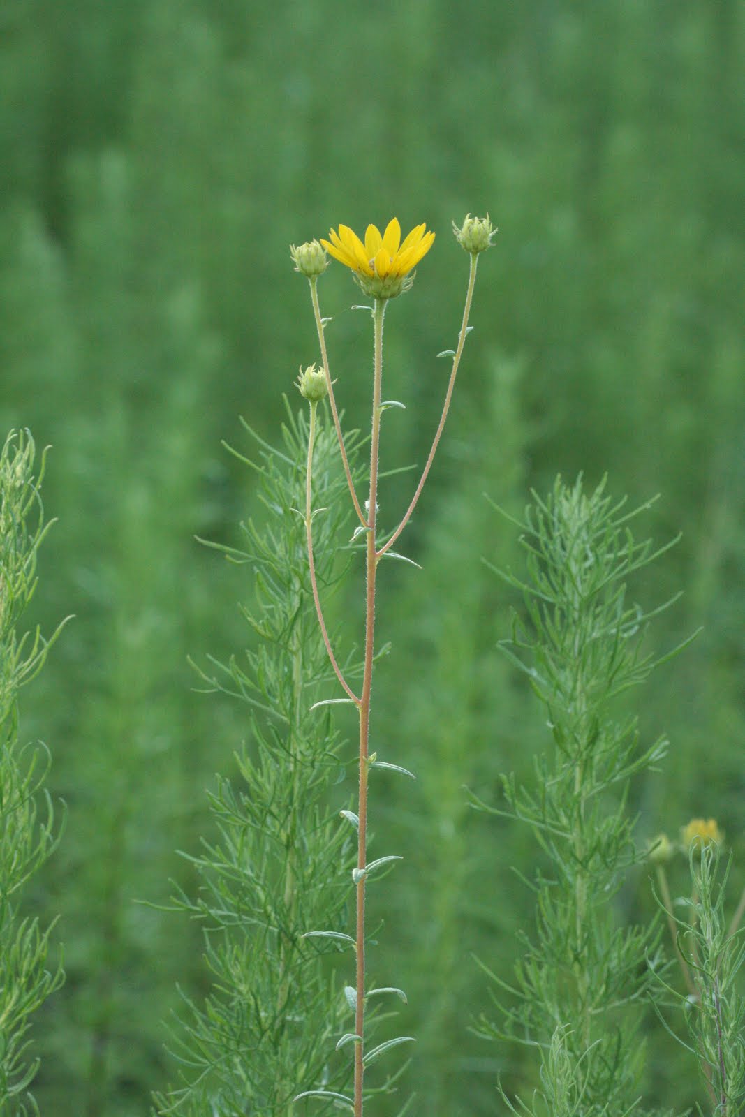 Native Florida Wildflowers Phoebanthus Phoebanthus grandiflorus