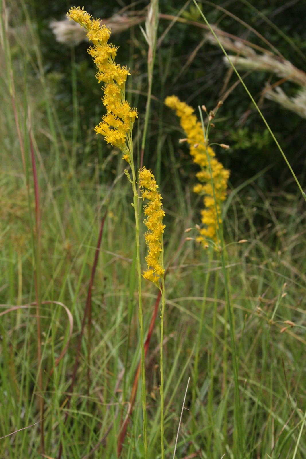 Native Florida Wildflowers Wand goldenrod Solidago stricta