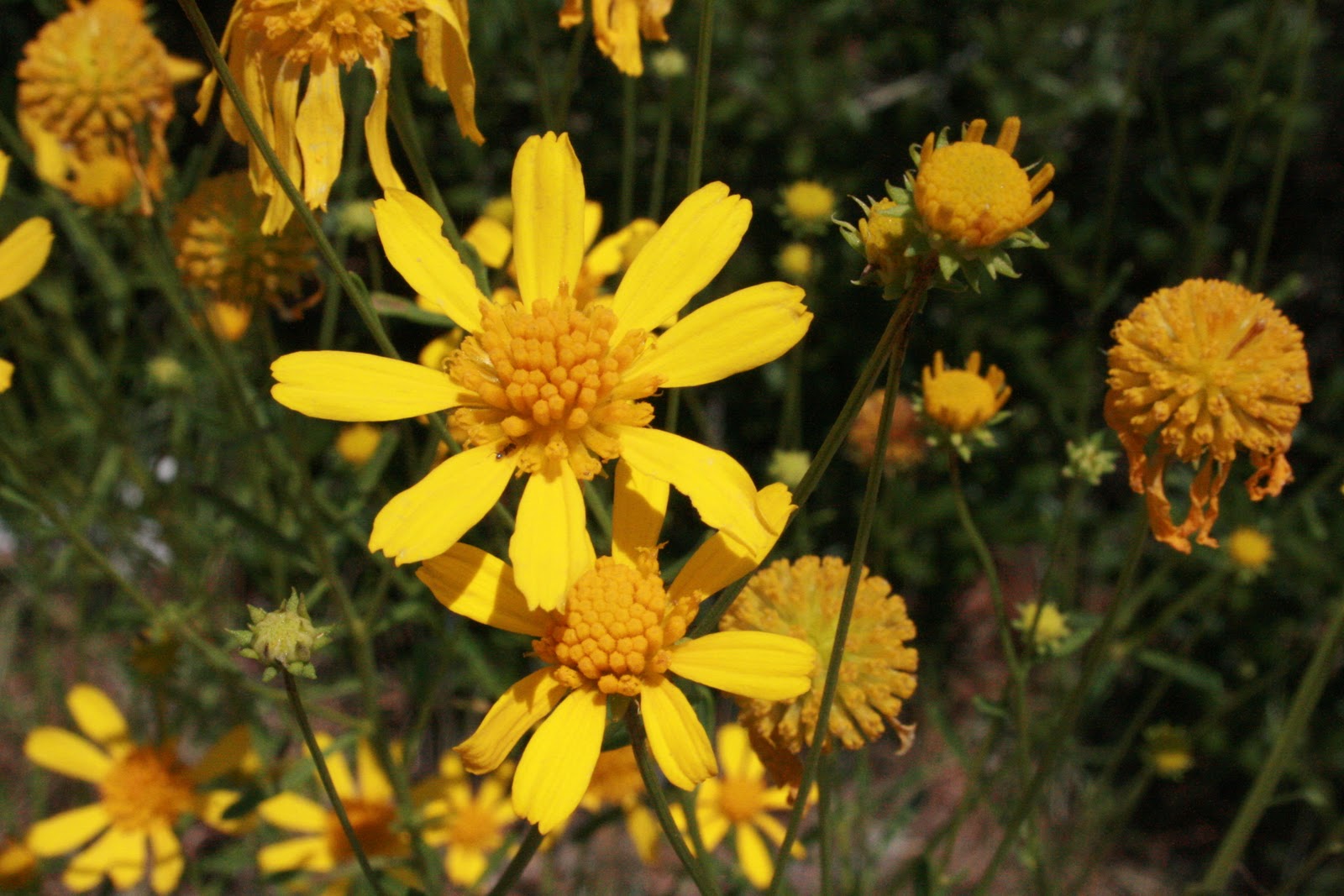 Native Florida Wildflowers Honeycombhead Balduina Angustifolia