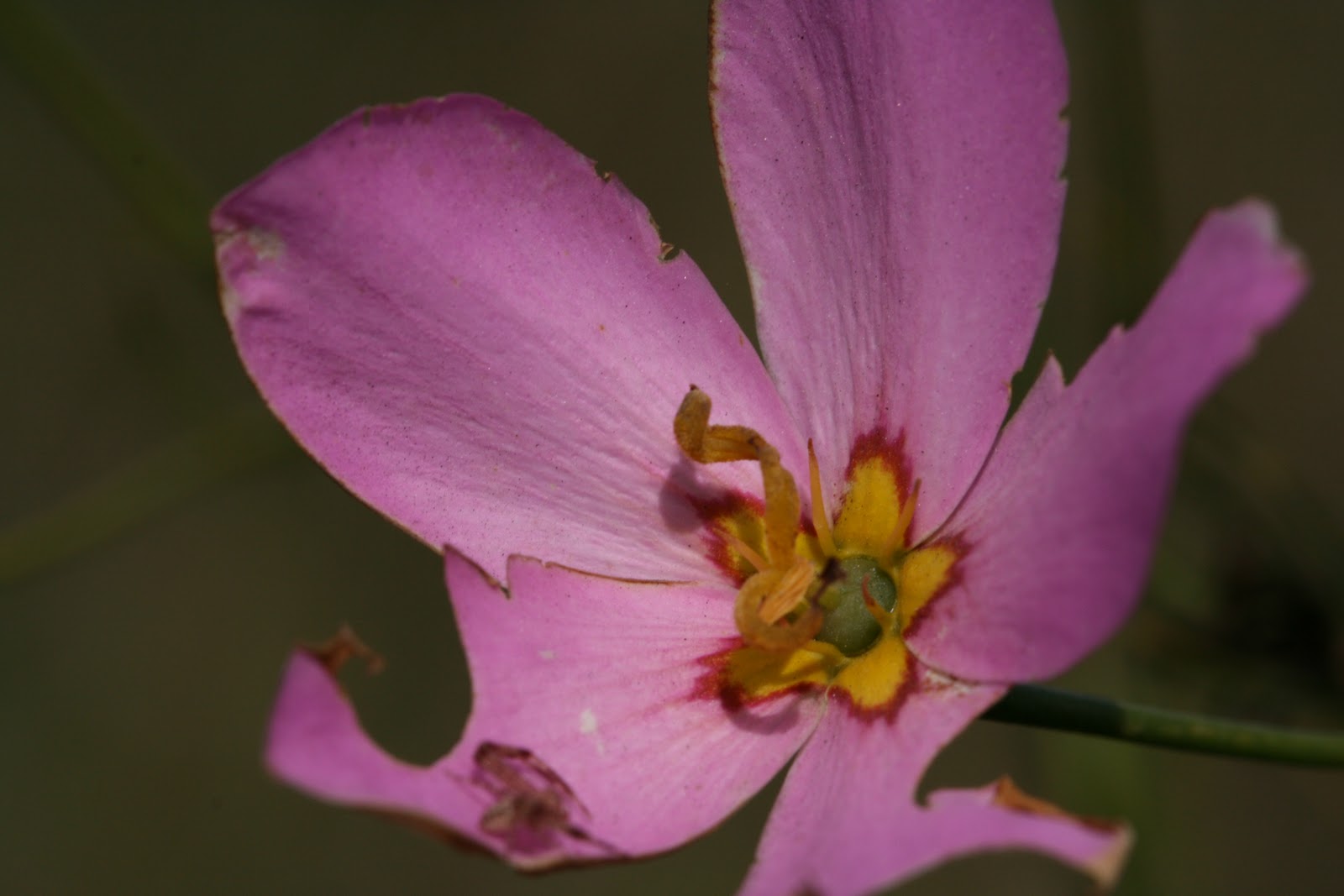 Native Florida Wildflowers February 2011