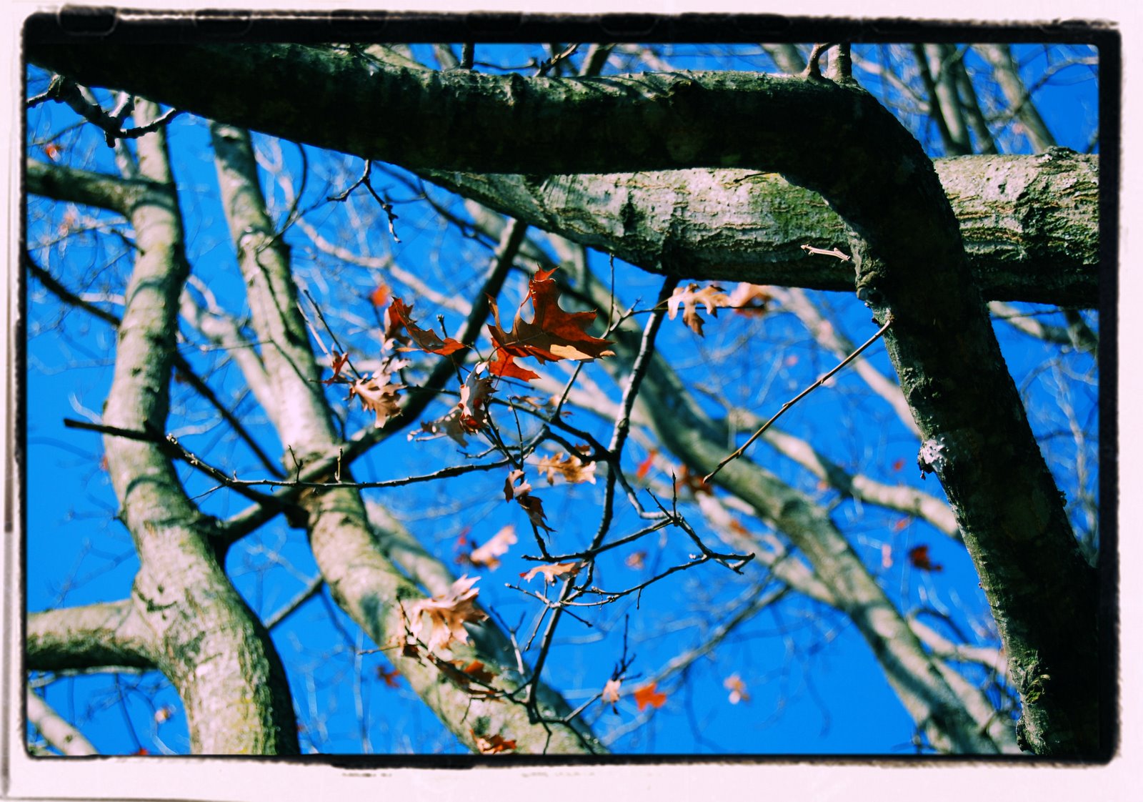 [sky+leaf+tree.jpg]