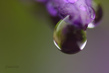 violet aqueous