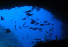 Fischschwärme stehen am Ausgangsbereich der Höhle