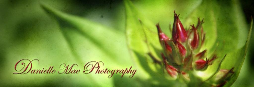 Danielle Mae Photography