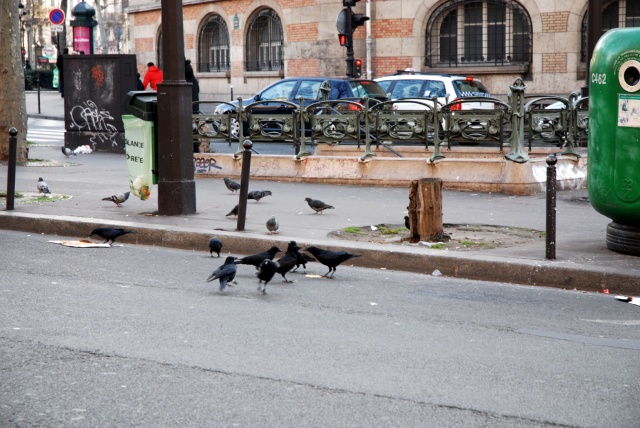 [corvosparis.JPG]