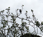 hummingbird break