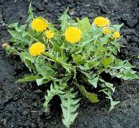 [dandelion.jpg]