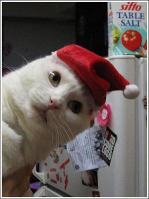 [santa_cat.jpg]