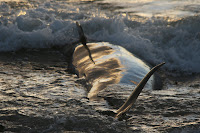 Beached whale in Kommetjie
