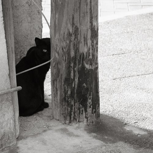 [7-gato-negro.jpg]