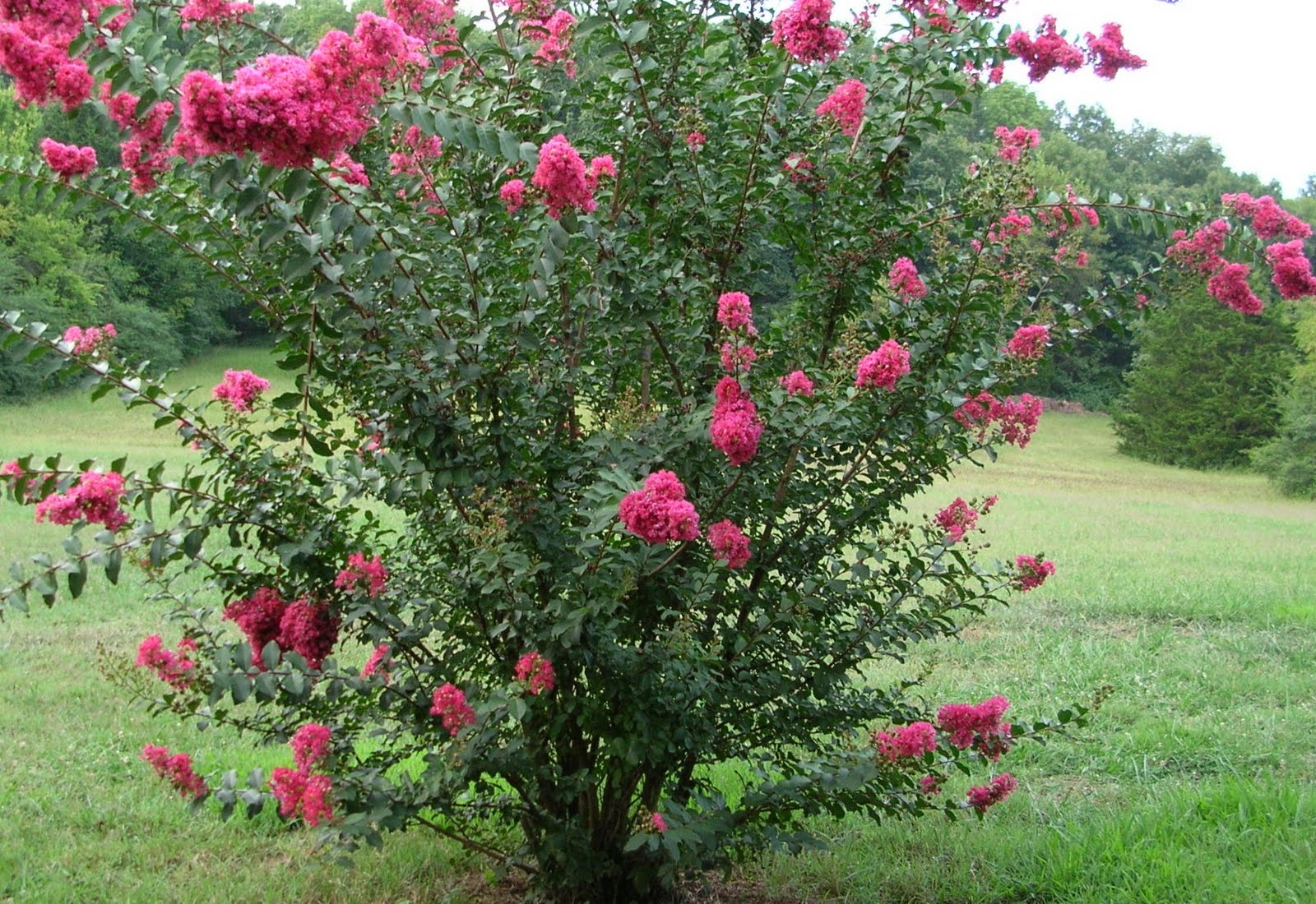 The Cumberland Post Phoenix Flowering Bush