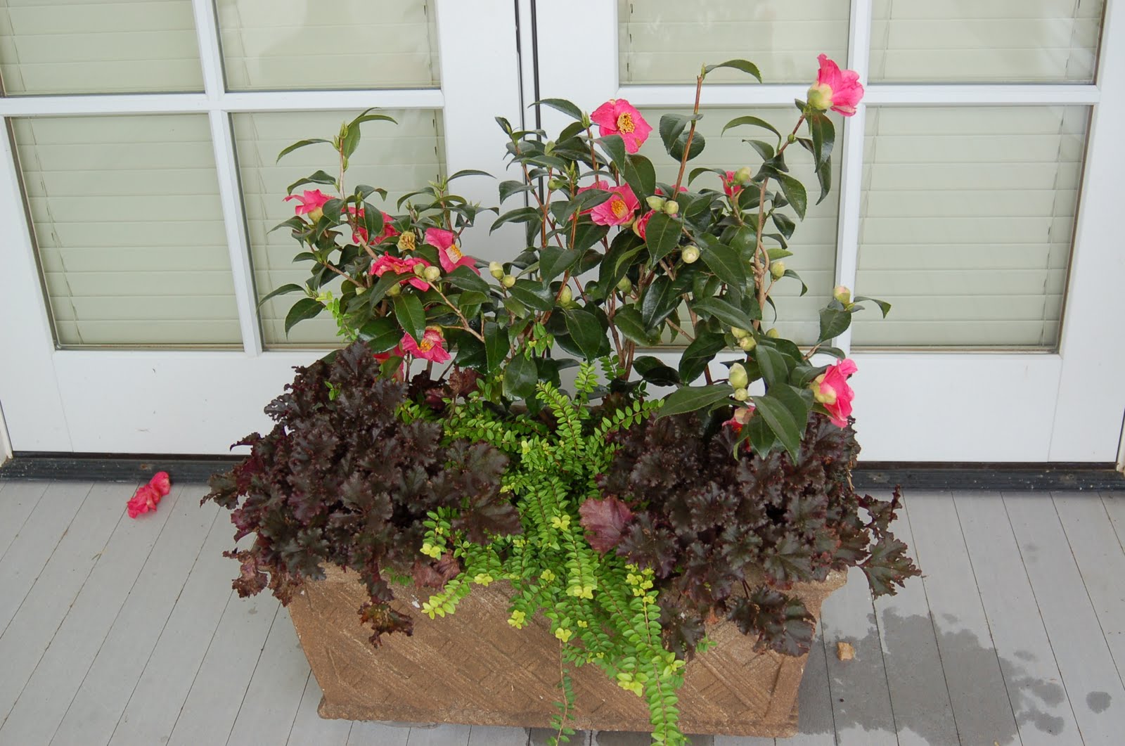 bwisegardening Winter Roses Camellias for Zones 6