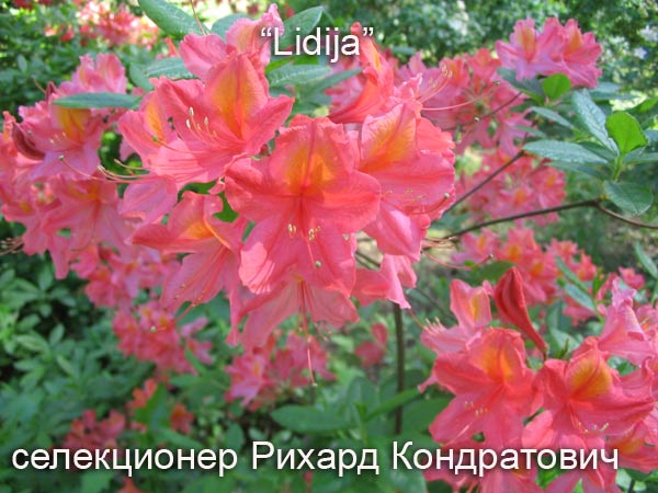 http://1.bp.blogspot.com/_UKtQBdkz7Eg/SGfNfMrDepI/AAAAAAAACYw/xBj2tjiGuAQ/s1600/liduja2.jpg