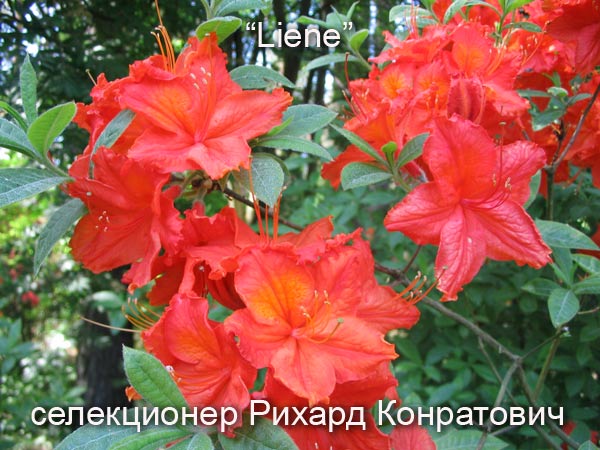 http://1.bp.blogspot.com/_UKtQBdkz7Eg/SGfOkczaXeI/AAAAAAAACY4/cy9G1TMVLJw/s1600/liene2.jpg