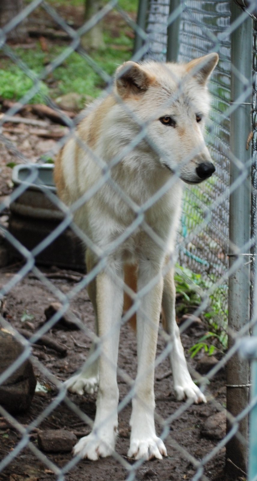 [Wolves+and+other+animals+051.JPG]