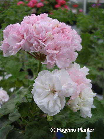 [artic+princess.jpg]