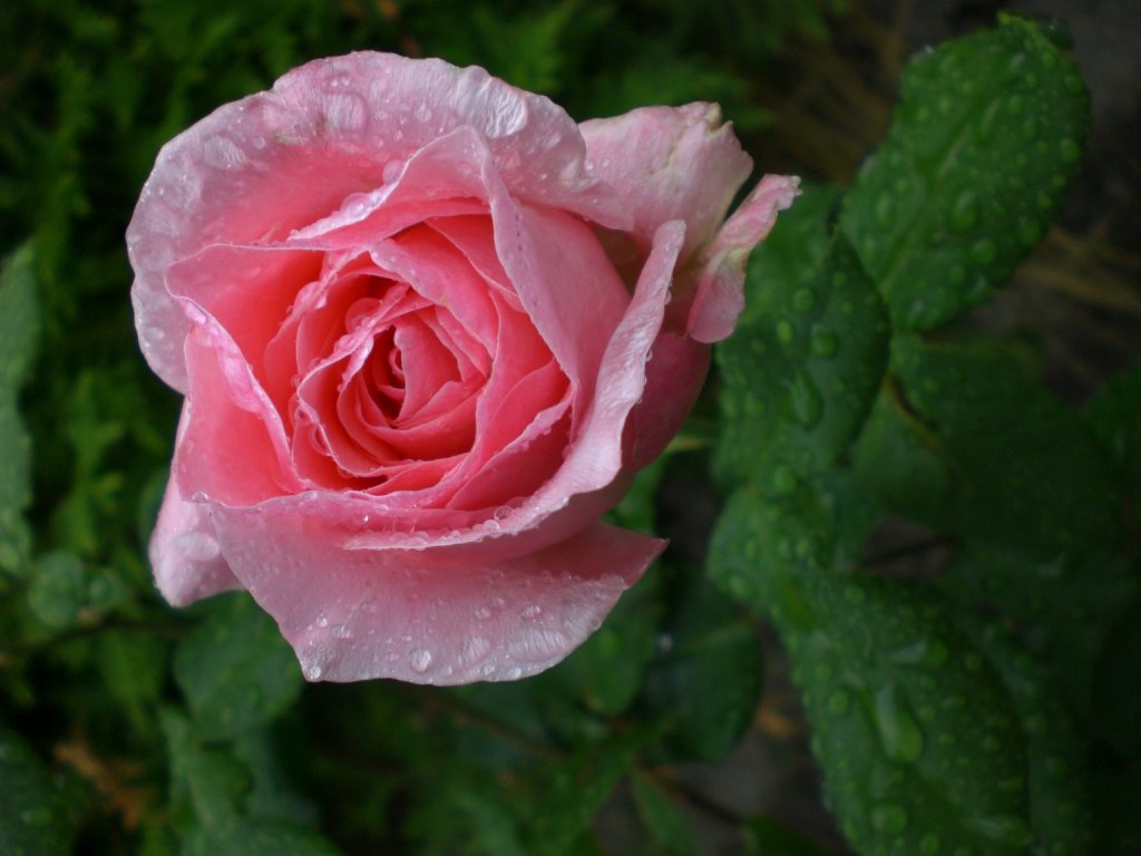 [komprimert+CIMG0047.JPG]