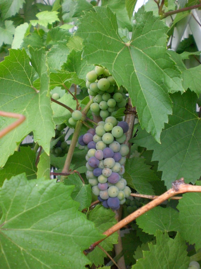 [komprimert+CIMG0045.JPG]