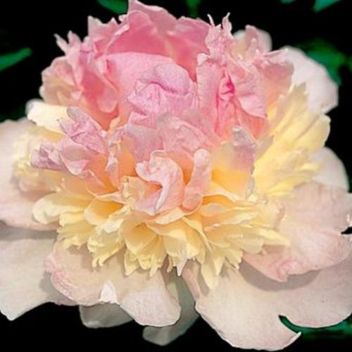 [pionen+rasperry+sundae.jpg]