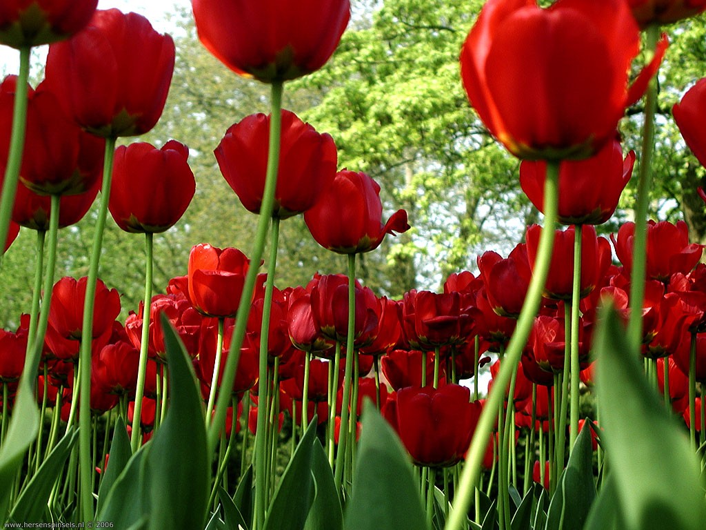 Wallpapers flores HD 3D | Ocassa