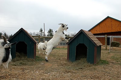 [bee haven goat 5.JPG]