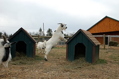 goat striking a pose 5